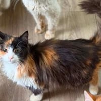 Katze Kiwi, Katze zur Adoption