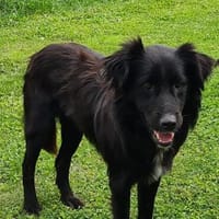 Klaus  ein sanfter Herzenshund sucht sein Glück ❤, Hund zur Adoption