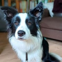 Merle - intelligent&kooperativ, Hündin zur Adoption
