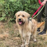 Zecke, Hündin zur Adoption