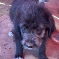 Dolly, kleines Hundemädchen sucht Zuhause, Hündin zur Adoption