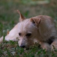 Knopf 30cm 5 Kg, Hund zur Adoption