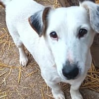 Marzipan hat sein Zuhause verloren, Hund zur Adoption