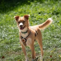 Prince sucht seine Prinzessin, Hund zur Adoption