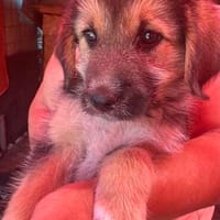 Dana, Hundekind sucht Körbchen, Hündin zur Adoption