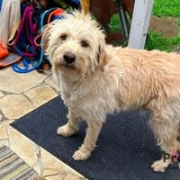 Barney auf Pflegestelle, Hund zur Adoption