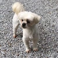 Eddy sucht ein Zuhause, Hund zur Adoption