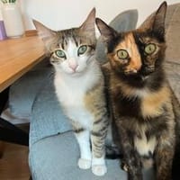 Daisy & Yoshi..., Kater zur Adoption