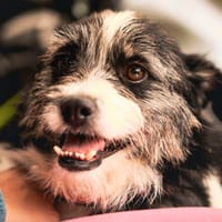 Lana  eine leise Seele mit einem riesengroßen Herzen, Hündin zur Adoption