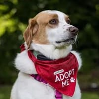 ADUA - eine tolle Hündin, Hündin zur Adoption