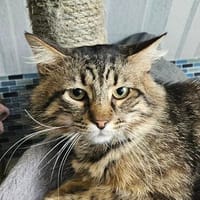 Meilo, Kater zur Adoption