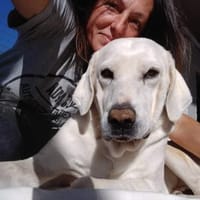 Jerry, liebenswerter Hundemann, ca.8J, Hund zur Adoption