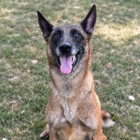 Inka CAA15495, chienne à adopter