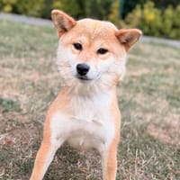 Dakota CAA15561, chienne à adopter