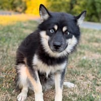Flint CAA15559, chien à adopter