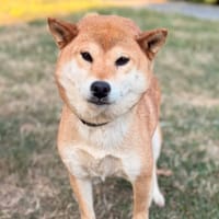 Amaterasu CAA15551, chienne à adopter