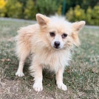 Bandjo CAA15563, chien à adopter