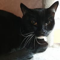 BLAKY CHA, chat à adopter