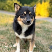 Bolt CAA15562, chien à adopter