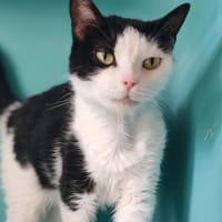 DOUDOU, chatte à adopter
