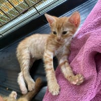TURBO, chat à adopter