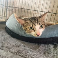 ISHA, chatte à adopter