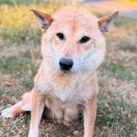 Saika CAA15566, chienne à adopter