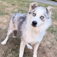 Bleuée CAA15560, chienne à adopter
