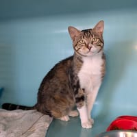 Meïko, chat à adopter