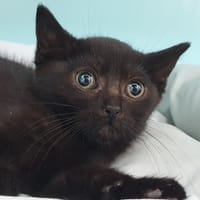AZTECA CHA, chatte à adopter