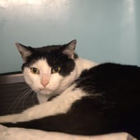 ARC EN CIEL, chat à adopter