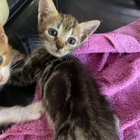 TYLIA, chatte à adopter