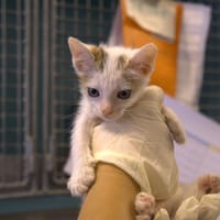 CAJOU, chatte à adopter