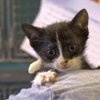 PASTIS, chatte à adopter