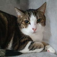 GUESS CHA, chatte à adopter