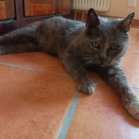 SHANA PAB28861, chatte à adopter