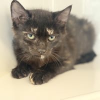 AMBROISE, chatte à adopter