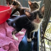 TYSON, chat à adopter