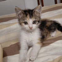christale (réservée), chatte à adopter