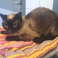 VIRHE, chatte à adopter