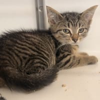 VILLETTE, chatte à adopter