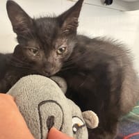 MONCEAU, chat à adopter