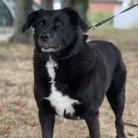 NOMAD, chien à adopter