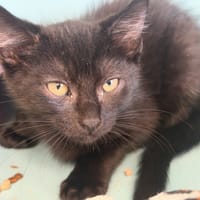 NICO, chat à adopter