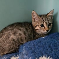 FLOPPIE, chatte à adopter