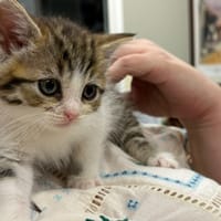 BELLE, chatte à adopter