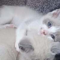 SMOKY a trouvé sa famille, chat à adopter