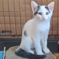 BLUE, chat à adopter