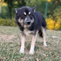 Scout CAA15558, chien à adopter