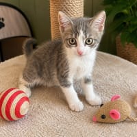 NANA, chatte à adopter